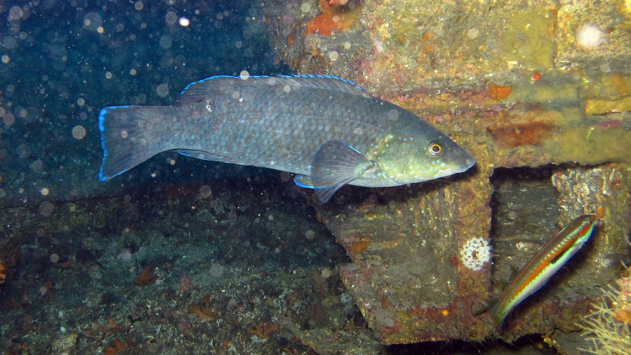 180 Labre merle (Labrus merula).JPG - Labre merle (Labrus merula)